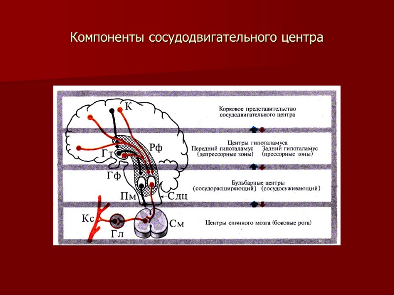 Компоненты сосудодвигательного центра